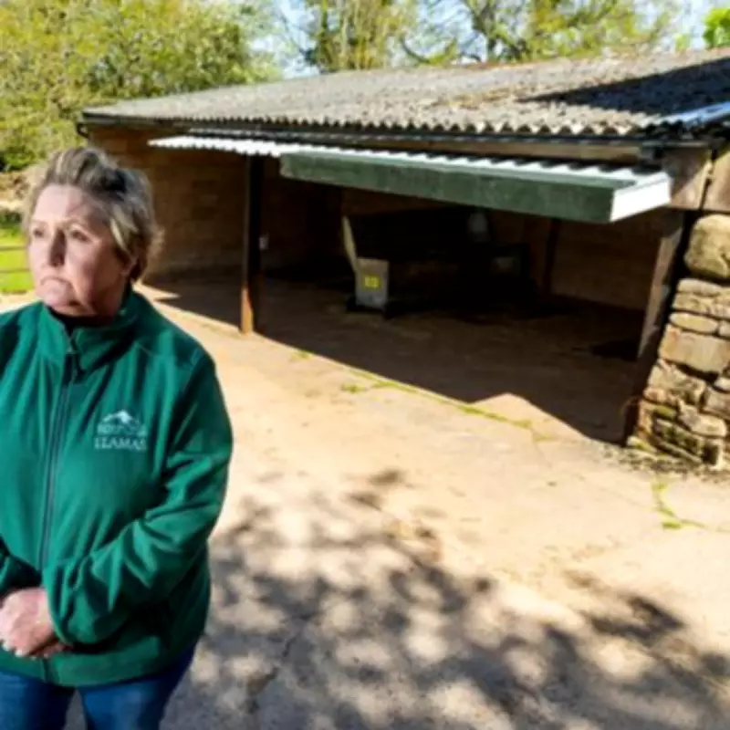 TB Outbreak Forces Llama Farm to Cull Nine Animals and Close for 2026