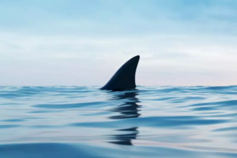 Terrifying Footage Shows Shark Stalking Hydrofoilers Off Santa Barbara Coast