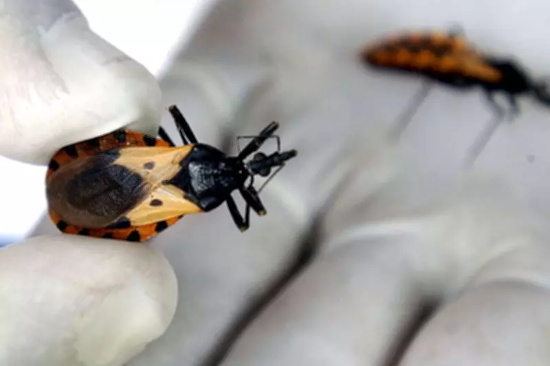 Texas Dog Owner's Heartbreak as 'Kissing Bug' Parasite Kills Pet Amid Rising Cases