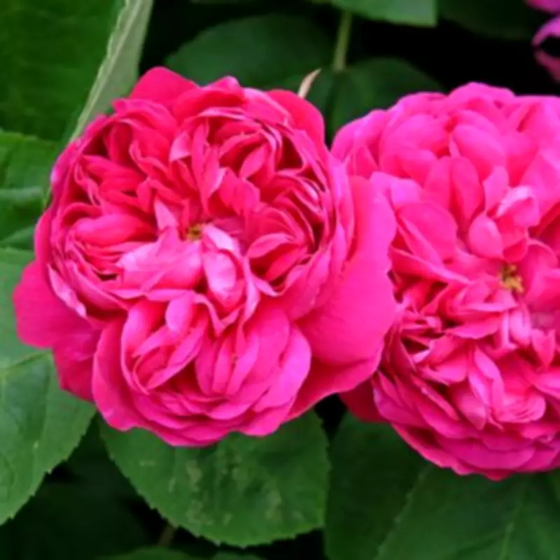 The 11am Watering Rule for Stronger, More Vibrant Roses This Spring