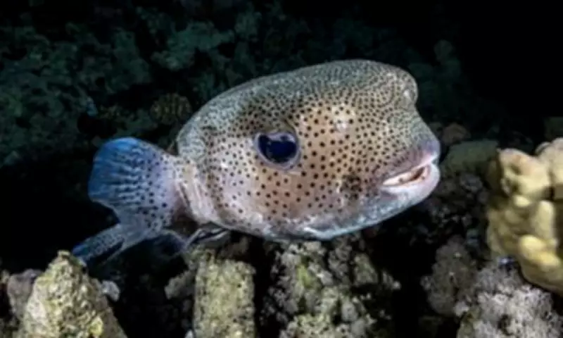 The Dark Frontier: Unlocking the Mysteries of Earth's Deep Sea Realm