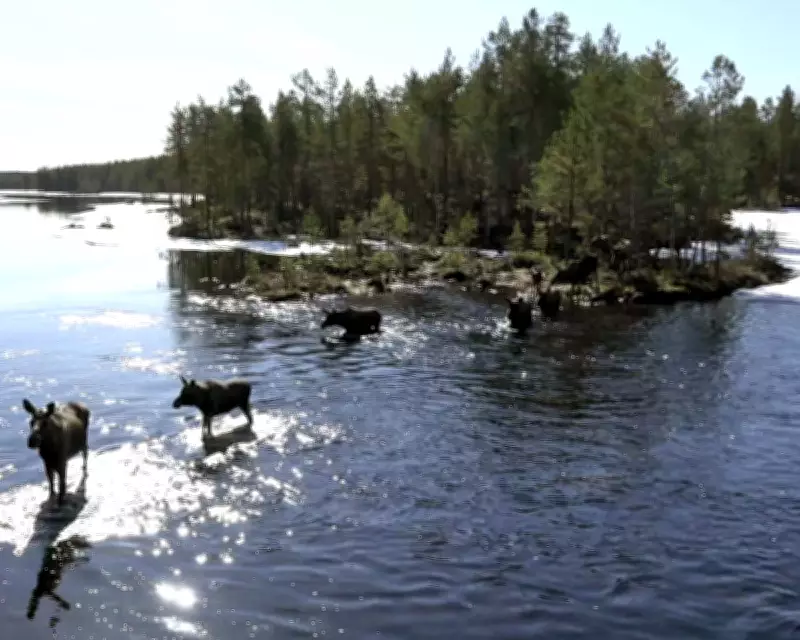 The Great Moose Migration: Inside Sweden's Slow TV Sensation