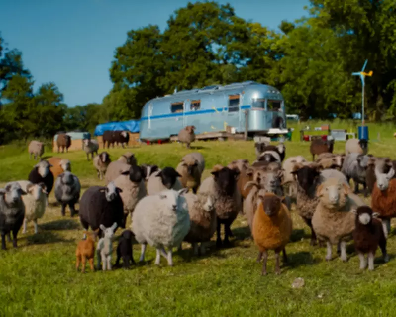 The Sheep Detectives Review: Hugh Jackman Leads Baa-rking Mad Crime Caper