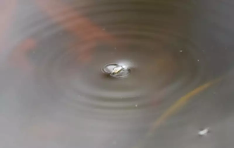 The Simple Pleasure of Watching Whirligig Beetles Dance on Dartmoor
