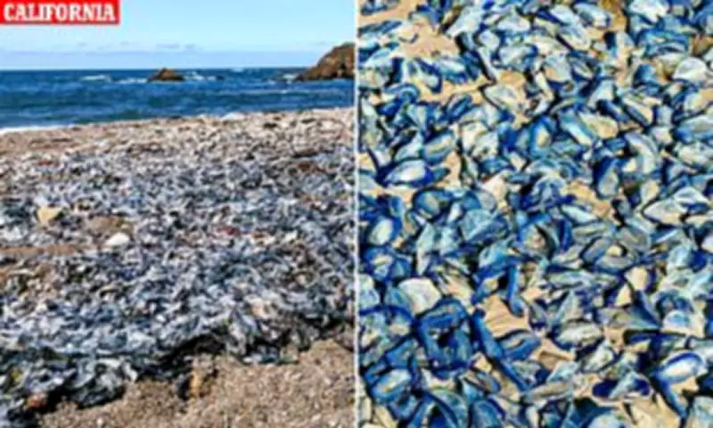 Thousands of Blue Sea Creatures Wash Up on Southern California Beaches