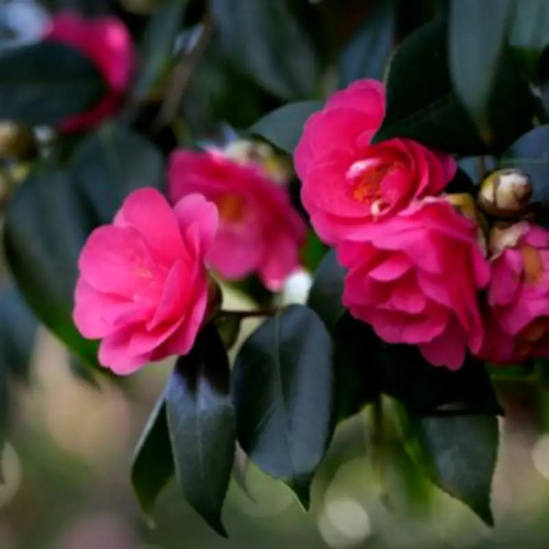 Three Essential Spring Tasks for Bigger, Better Camellia Blooms Next Year