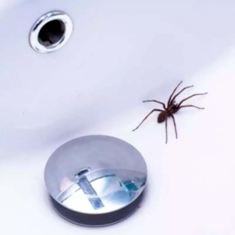Three Natural Ingredients to Repel Spiders from Your Home This Spring