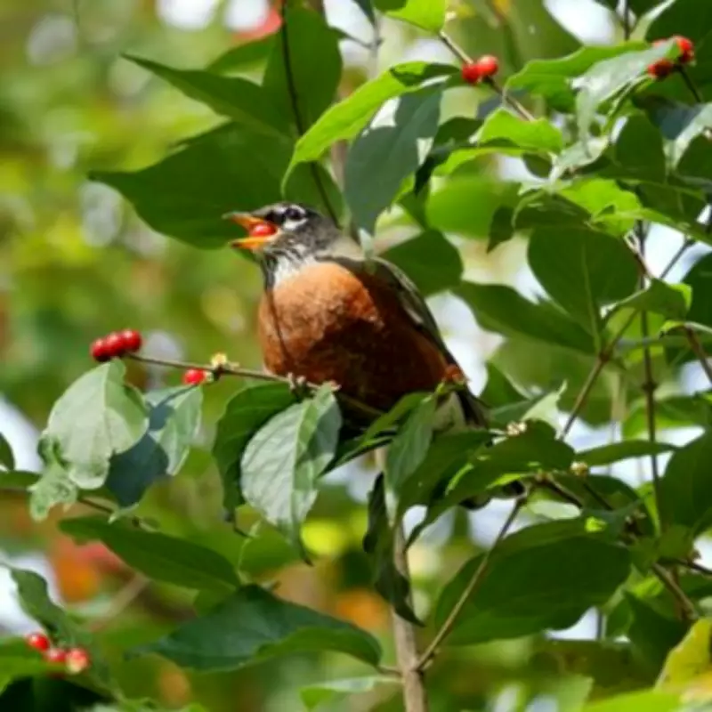 Three Simple Steps to Attract Robins to Your Garden and Keep Them Returning
