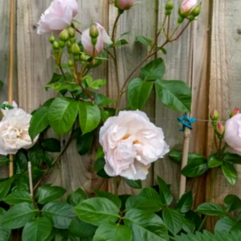 TikTok's £1 Fence Painting Hack: The Fastest Method Using a Sponge