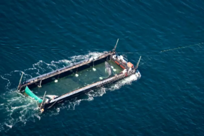 Timmy the Humpback Whale Begins Barge Journey Back to North Sea