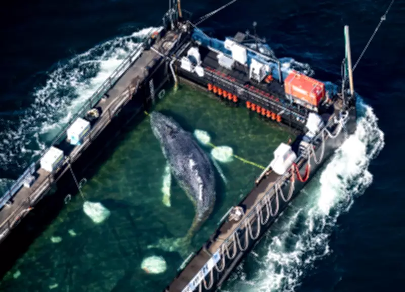 Timmy the Whale Rescue: Barge Carries Humpback Toward North Sea