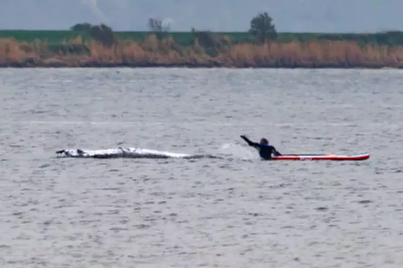 Timmy the Whale's Fate Sealed as Rescue Hopes Dim in Baltic Sea