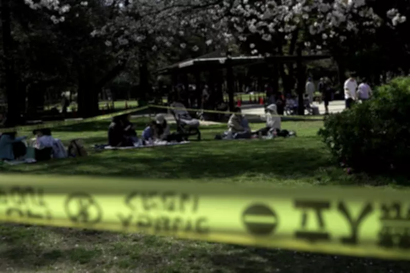 Tokyo Cherry Blossom Trees Collapse During Viewing Season, Prompting Safety Alerts
