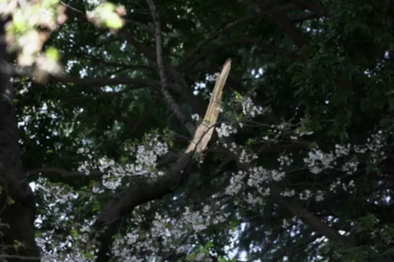 Tokyo's Aging Cherry Blossom Trees Collapse, Sparking Safety Alerts During Peak Season