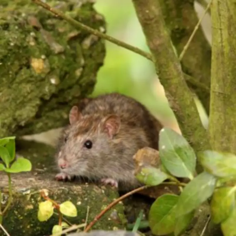 Top Plants to Deter Rats from Your Garden, Experts Reveal