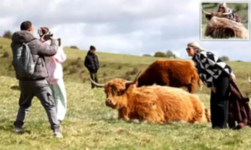 Tourists Ignore Warnings to Take Selfies with Highland Cows After Social Media Fame