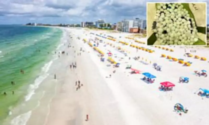 Toxic Mothballs Scattered on Florida Beach to Deter Protected Shorebirds