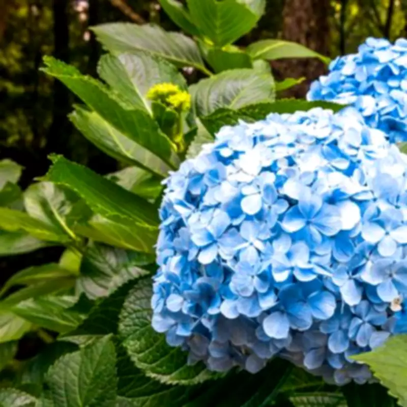 Transform Hydrangeas to Bright Blue with This Kitchen Scrap in Spring