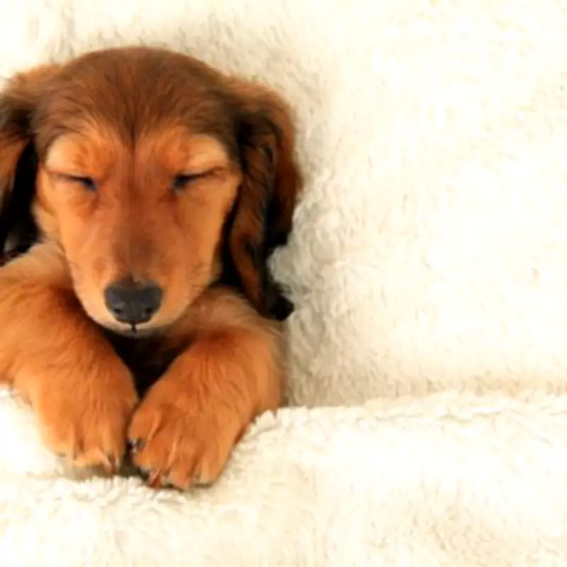 Travelodge Increases Pet Fee to £25 as Brits Face Higher Costs for Animal-Friendly Stays