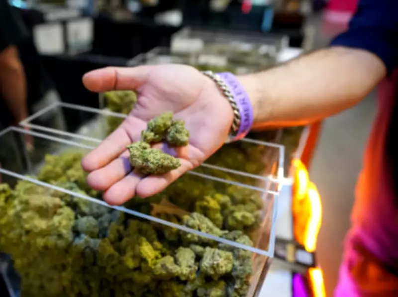 Trump Administration Plans to Reclassify Marijuana to Schedule III