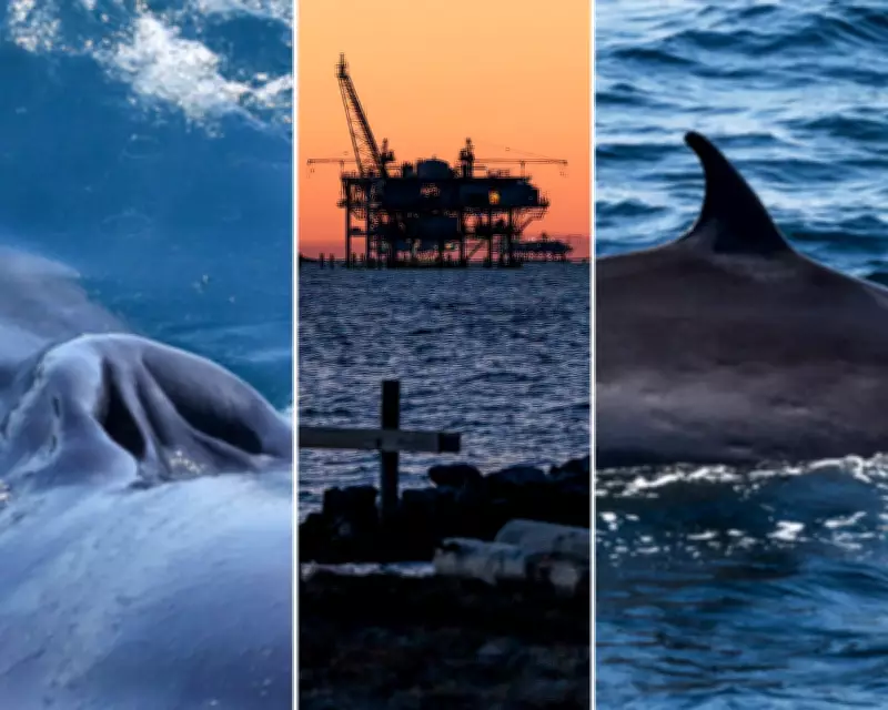 Trump Administration Scraps Protections for Rice's Whale, Risking Extinction