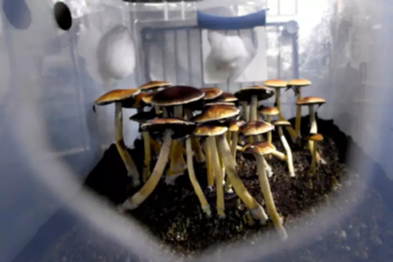 Trump's Psychedelic Order: A Threshold Moment or Biopiracy?