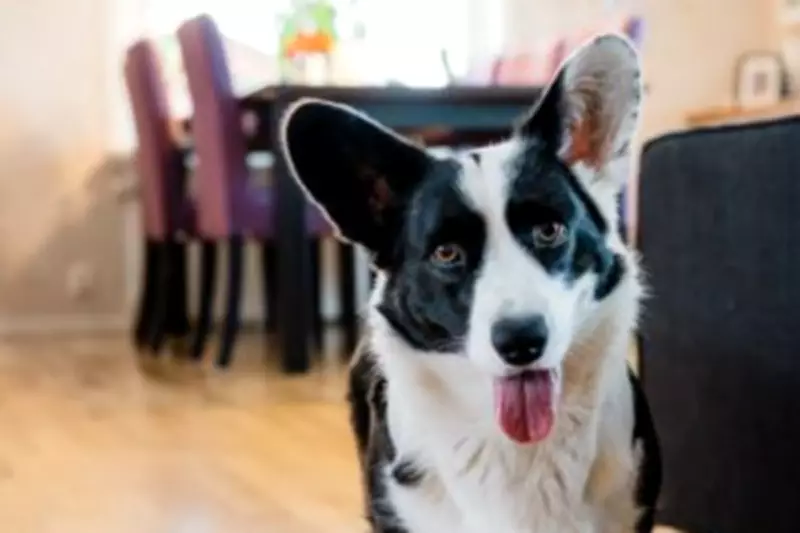 Tug-of-War Play Boosts Dog-Owner Bond, Study Reveals