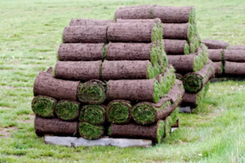 Turf vs Seed: Expert Guide to Choosing the Best Lawn Option for Your Garden