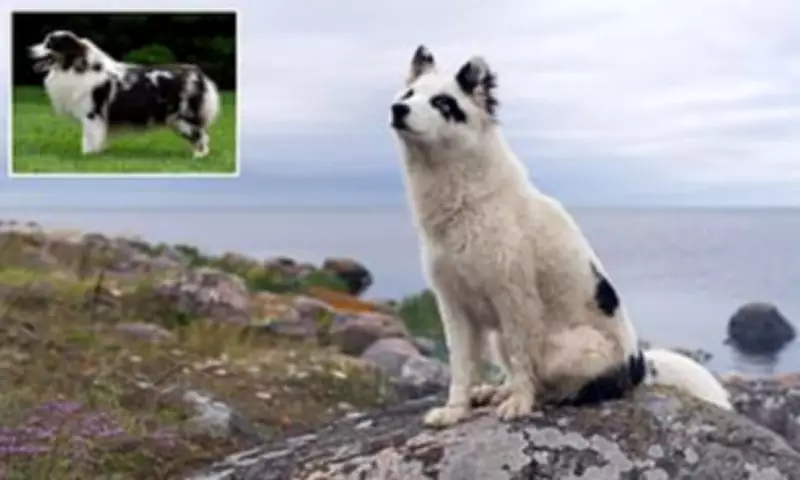 Two New Dog Breeds Officially Recognised by The Kennel Club in UK