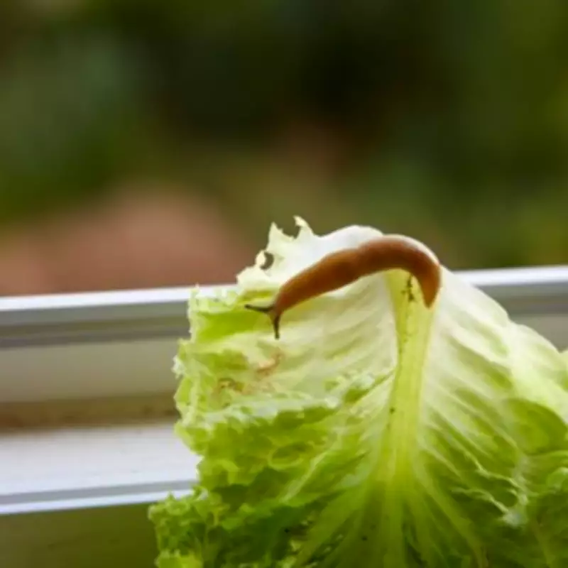 Two Simple Garden Additions This April Could Help Revive Declining Hedgehog Populations