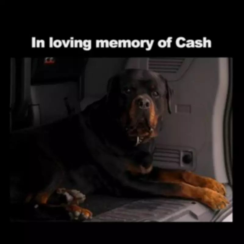 Tyson Fury's Tribute to Guard Dog Cash in Netflix Series Explained