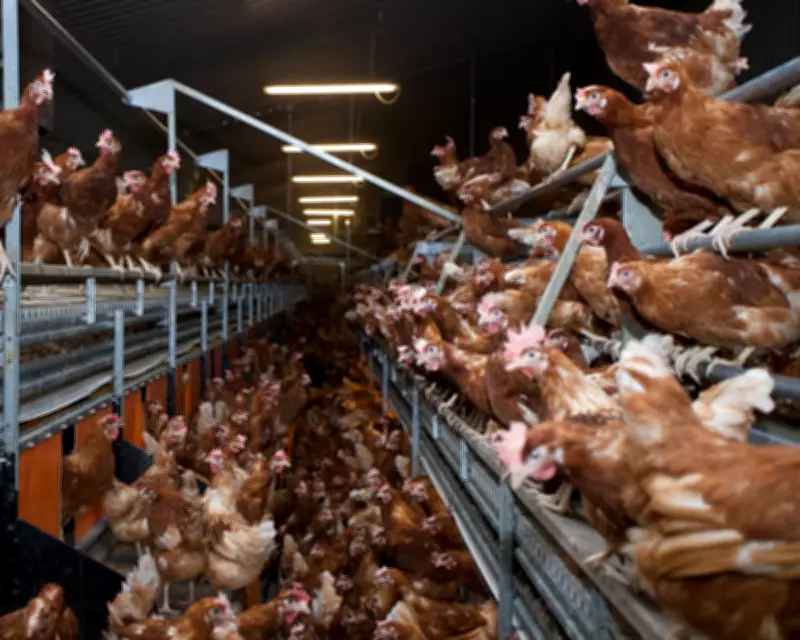 UK Ammonia Pollution Hotspots Mapped to Intensive Livestock Farming