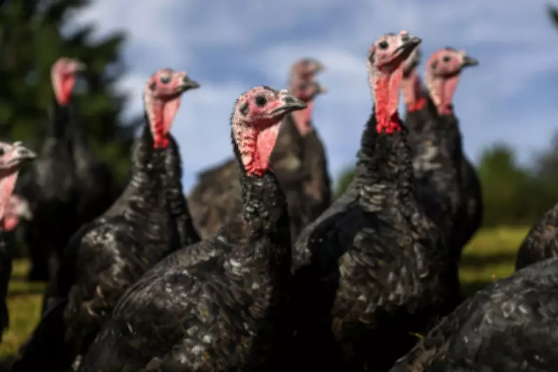 UK and US Launch Groundbreaking Human Bird Flu Vaccine Trial