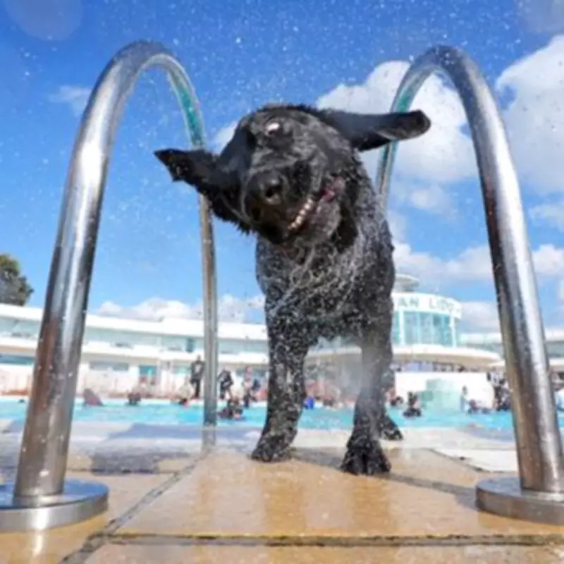 UK Beachfront Lido Gets £11M Makeover with Dog-Friendly Sessions