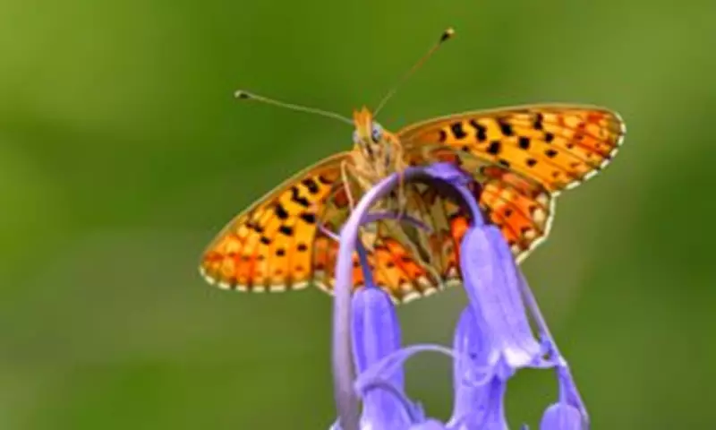 UK Butterfly Crisis: 33 Native Species in 'Urgent Battle' for Survival