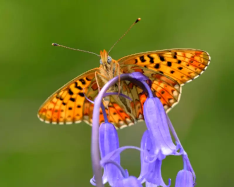 UK Butterfly Populations Show Dramatic Shifts: 70% Decline in Pearl-Bordered Fritillaries