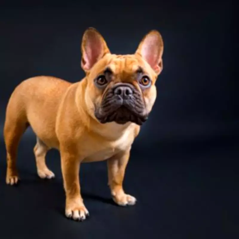 UK Dog Registrations Shift: French Bulldogs, Labradors, and Spaniels Decline