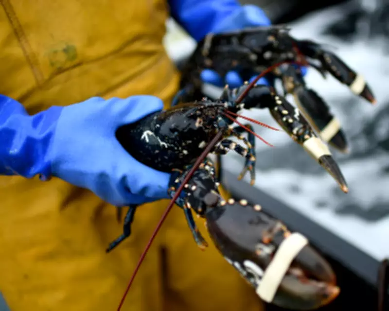 UK-EU Agriculture Deal to Ease Brexit Trade Barriers for Scottish Shellfish