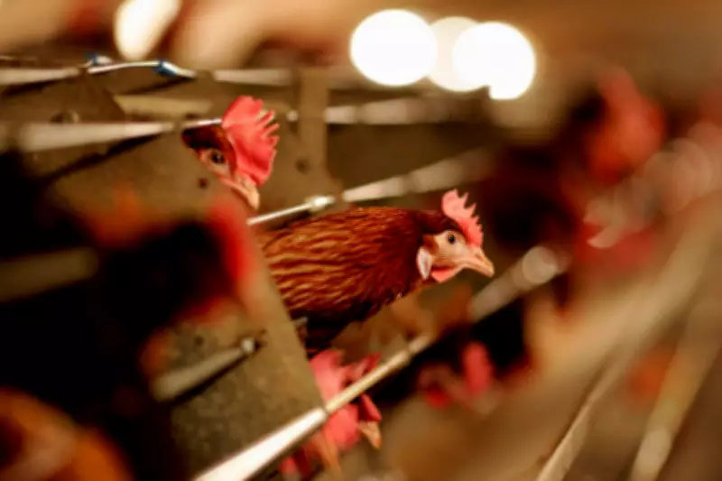 UK Factory Farm Hotspots Linked to Dangerous Ammonia Air Pollution Crisis