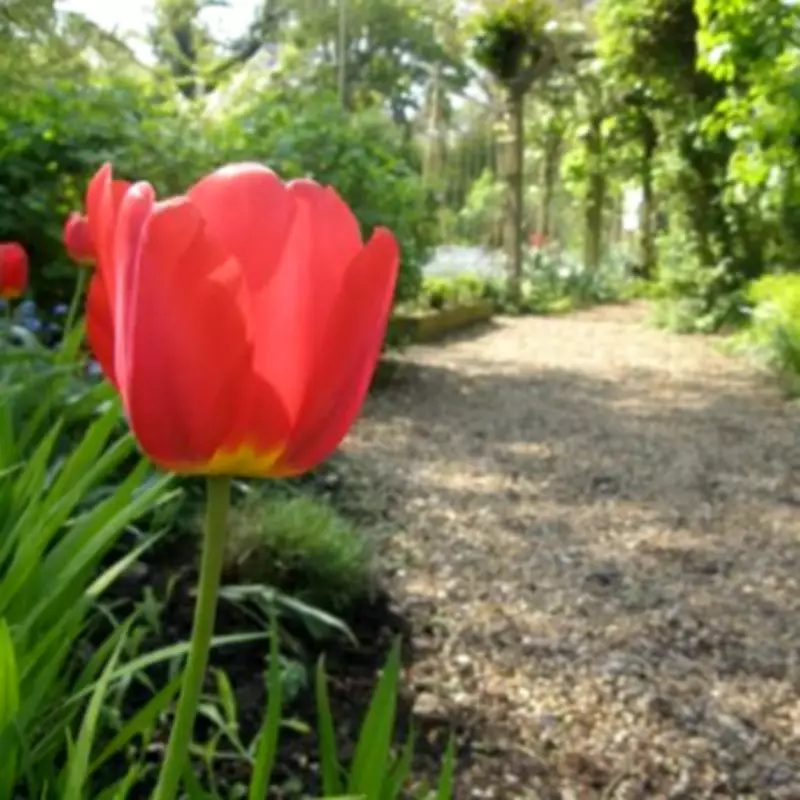 UK Gardeners Warned: Tulips Pose Serious Danger to Pets in April