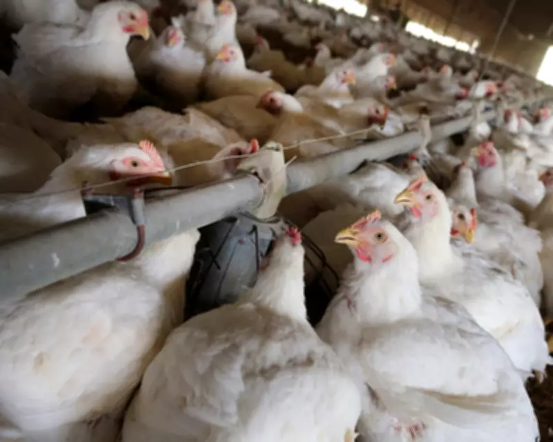 UK Officials Briefed on Allowing US Chlorinated Chicken, Documents Reveal