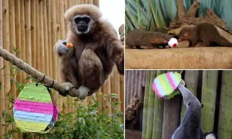 UK Zoo's Easter Enrichment: Anteaters, Monkeys, and Mongooses Feast on Festive Snacks