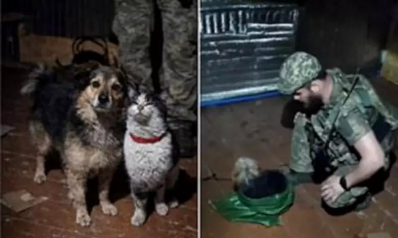 Ukrainian Drone Evacuates Cat and Dog from Frontline in Daring Rescue Mission