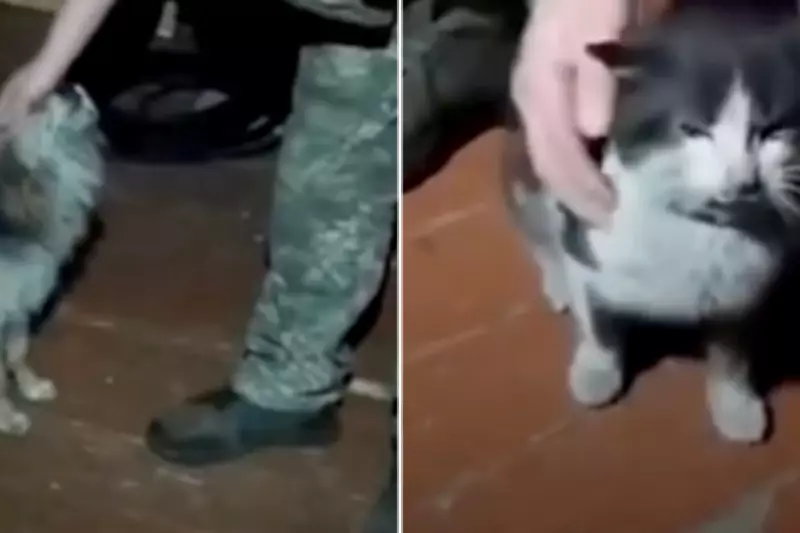 Ukrainian Troops Execute Daring 7.5-Mile Drone Rescue of Cat and Dog from Front Line