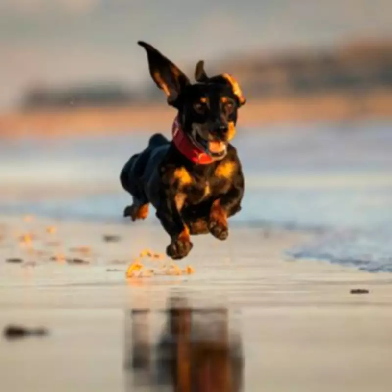 UK's Best Year-Round Dog-Friendly Beaches as Seasonal Ban Approaches