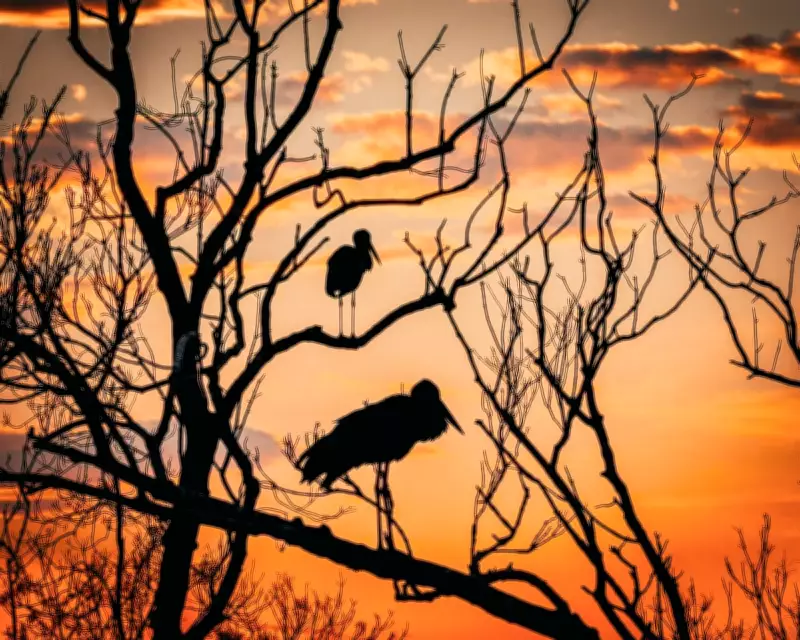 UNESCO Sites Defy Global Wildlife Decline, But Face Severe Climate Threats