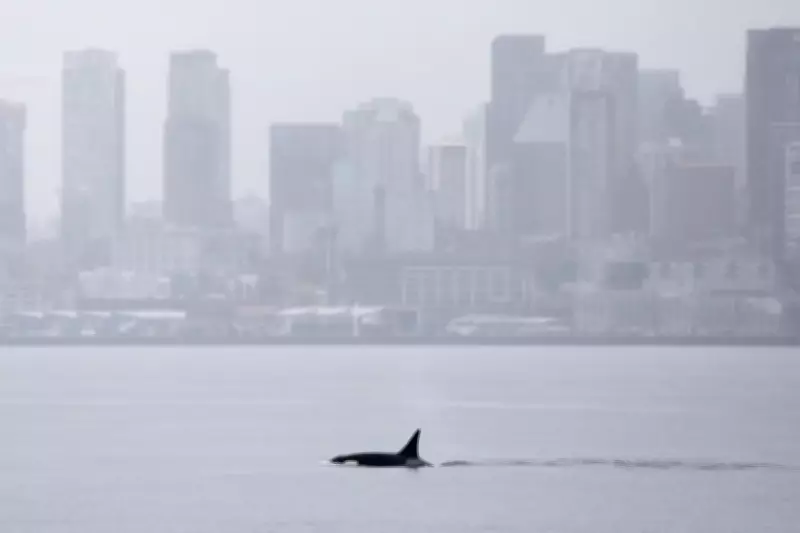 Unprecedented Orca Pod Thrills Seattle Whale Watchers with Downtown Visits