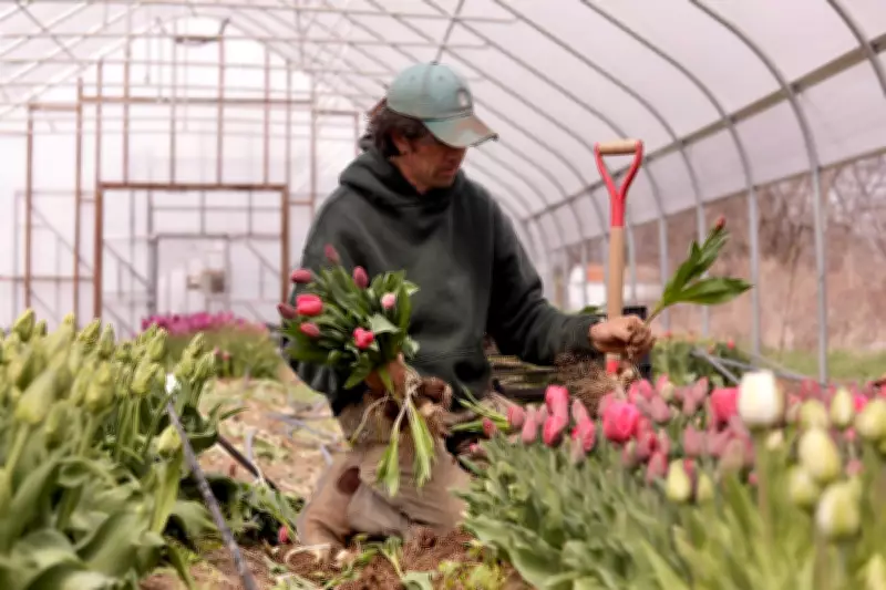 Unpredictable Weather Swings Disrupt Flower Farms Before Mother's Day