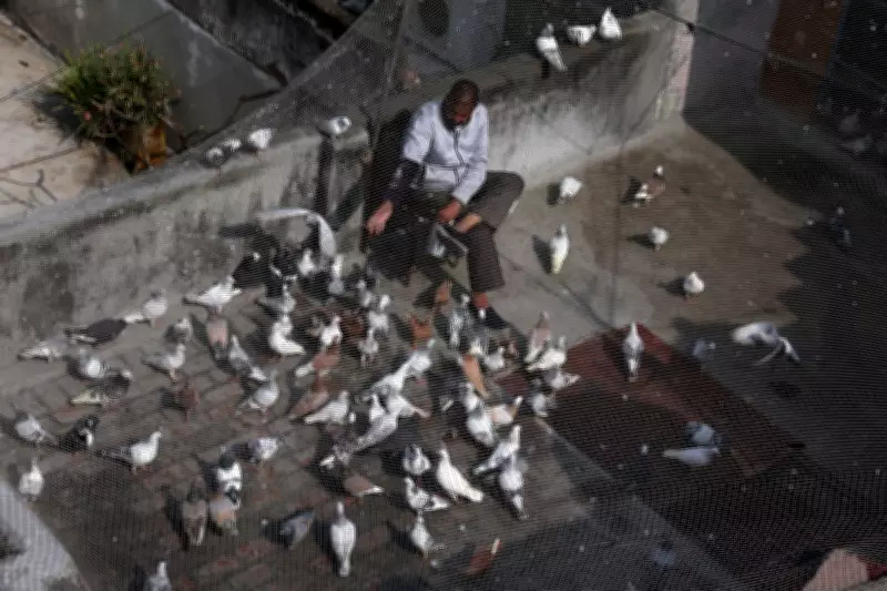 Urban Birds More Scared of Women Than Men, Scientists Baffled
