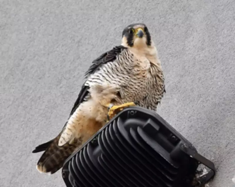 Urban Peregrines Show Dietary Versatility in Stevenage